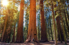 The Sequoia Hut!